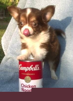 mmgoodcambellssouprachel.jpg